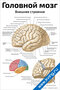 Плакат с подробной схемой внешнего строения головного мозга с подписями основных борозд и извилин