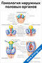 плакат с медицинской схемой гомологии наружных половых органов человека для учебных и образовательных целей