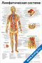 плакат лимфатическая система с подробной анатомической схемой лимфатических сосудов и узлов человека