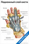 плакат с анатомическим изображением подкожного слоя кисти, демонстрирующий нервы и вены для медицинского изучения