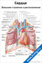плакат с подробной анатомической схемой сердца, его внешнего строения и расположения в организме человека