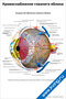 плакат кровоснабжение глазного яблока с подробной схемой сосудов, артерий и вен для медицинского изучения