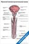 Плакат с подробной анатомической схемой мужского мочеиспускательного канала и его отделов для медицинского изучения