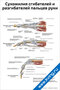 Плакат с подробной анатомией сухожилий сгибателей и разгибателей пальцев руки, схемы и подписи для изучения строения кисти