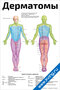 плакат дерматомы с подробной схемой распределения кожных сегментов и обозначением нервов для медицинского изучения