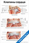 Плакат с подробной анатомической схемой клапанов сердца, иллюстрирующий строение и расположение сердечных клапанов для медицинского изучения