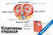 плакат с анатомическим изображением клапанов сердца в разрезе для медицинского изучения и наглядного обучения
