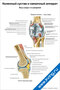 Плакат с анатомией коленного сустава и связочного аппарата, вид сзади и в разрезе, с подписями основных структур
