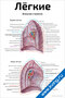 Плакат с изображением лёгких человека и их внешнего строения, анатомические детали и подписи для учебных целей