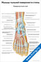 Плакат с анатомическим изображением мышц тыльной поверхности стопы, поверхностного слоя, с подписями основных мышц, сухожилий, нервов и артерий