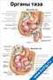 Плакат с анатомическими изображениями органов таза у мужчин и женщин для медицинского изучения и наглядного обучения