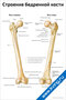 Плакат строение бедренной кости с подробными подписями анатомических частей для медицинского изучения