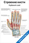 Плакат строение кисти, глубокий слой с подробной анатомией мышц, нервов и артерий для медицинского изучения