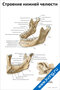 плакат строение нижней челюсти человека с подробными анатомическими подписями и схемой для медицинского изучения