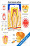 плакат анатомия зубов с подробными схемами строения молочных и постоянных зубов, сроками прорезывания и функциями зубов