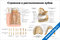 Плакат строение и расположение зубов с подробными схемами коронки, корня, десны и сроками прорезывания молочных и постоянных зубов