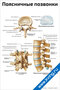 Плакат с подробной анатомией поясничных позвонков, их строением и основными элементами для медицинского изучения