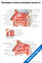 плакат боковая стенка носовой полости с подробной анатомией и подписями основных структур для медицинского изучения