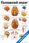 плакат с подробной анатомией головного мозга, артериями, черепными нервами, долями и системой кровообращения для медицинского изучения