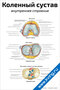 плакат с подробной анатомической схемой внутреннего строения коленного сустава человека для медицинского изучения