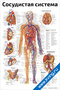 плакат сосудистая система с подробной анатомией сердца, вен и артерий человека, предназначенный для медицинского изучения
