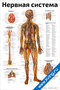 плакат нервная система с подробной анатомией головного и спинного мозга, нервных узлов и ветвей для медицинского изучения