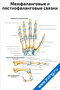 плакат с анатомическими схемами межфаланговых и пястнофаланговых связок кисти человека для медицинского изучения