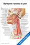 Артерии головы и шеи