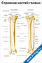 плакат строение костей голени с подробной анатомией правой ноги, изображены основные кости, поверхности и анатомические элементы