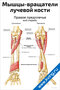 плакат с анатомией мышц-вращателей лучевой кости правого предплечья с подписями и схемой для изучения