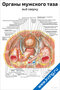 Плакат с анатомическим изображением органов мужского таза, вид сверху, с подписями основных структур для медицинского изучения