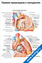 Плакат с подробной анатомией правого предсердия и желудочка сердца, с подписями основных структур и сосудов