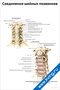 плакат с подробной анатомией соединений шейных позвонков, схемами и подписями элементов позвоночника