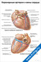 Коронарные артерии и вены сердца