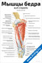 Мышцы бедра: вид спереди (продолжение)