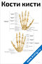плакат с анатомическим изображением костей кисти человека, подробная схема костей запястья, пясти и фаланг для учебных целей