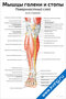 плакат с анатомическим изображением мышц голени и стопы, поверхностный слой, вид спереди, с подписями основных структур