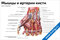Плакат с подробной анатомией мышц и артерий кисти, вид спереди, с подписями основных структур для медицинского изучения