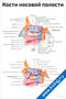 плакат с подробной анатомической схемой костей носовой полости человека, с подписями основных элементов и структур