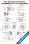Плакат с подробными анатомическими схемами пояса верхней конечности, плечевой кости и их соединений для учебных и медицинских целей