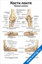 плакат с анатомией костей правого локтя, подробные подписи частей плечевой, локтевой и лучевой костей для медицинского изучения
