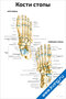 Плакат с анатомическим изображением костей стопы, вид сверху и подошва, с подписями основных костей и суставов для изучения