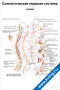 плакат с подробной схемой симпатической нервной системы человека, обозначены ганглии, нервы и органы иннервации