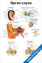 плакат орган слуха с подробной анатомией уха, включая ушную раковину, барабанную перепонку и внутреннее ухо