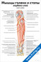 плакат с анатомическим изображением глубокого слоя мышц голени и стопы сзади, с подписями основных мышц, артерий и нервов