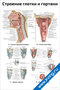 плакат строение глотки и гортани с подробными анатомическими схемами и подписями для медицинского изучения