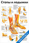 Плакат стопы и лодыжки с подробными анатомическими схемами костей, суставов, связок и мышц для медицинского изучения