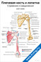 Плакат с подробной анатомией плечевой кости и лопатки, строение и соединения, вид сзади, с подписями основных элементов