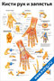 Плакат с подробной анатомией кистей рук и запястий, включает подписи костей, мышц, сухожилий и схемы движений для наглядного изучения
