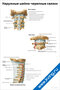 плакат с анатомической схемой наружных шейно-черепных связок, изображающий строение и расположение связок, костей и суставов шейного отдела